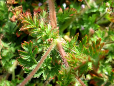 Reiherschnabel (Erodium cicutarium) in Hockenheim photo