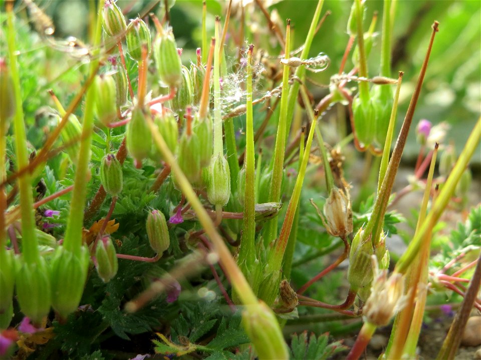Gewöhnlicher Reiherschnabel (Erodium cicutarium) in Hockenheim