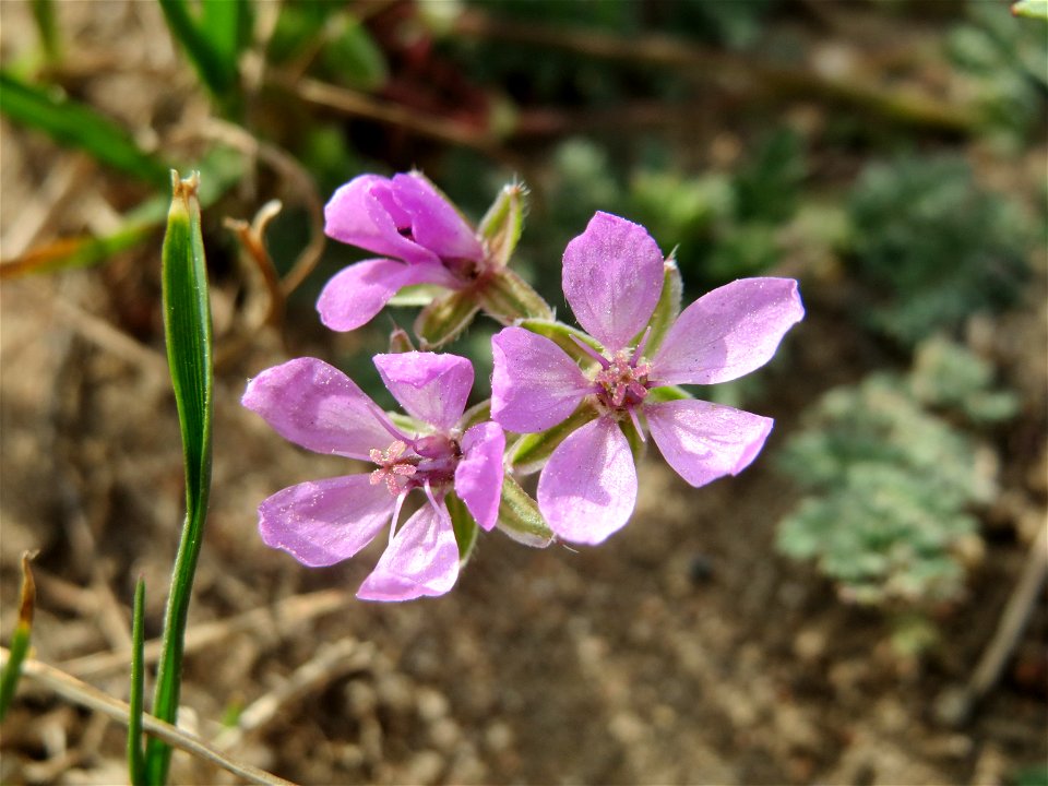 Gewöhnlicher Reiherschnabel (Erodium cicutarium) an der Friedenshöhe (Naturschutzgebiet Oftersheimer Dünen))