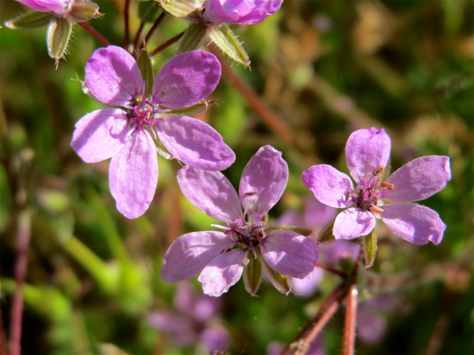 Gewöhnlicher Reiherschnabel (Erodium cicutarium) im Landschaftsschutzgebiet Hockenheimer Rheinbogen