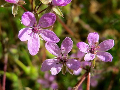 Gewöhnlicher Reiherschnabel (Erodium cicutarium) im Landschaftsschutzgebiet Hockenheimer Rheinbogen
