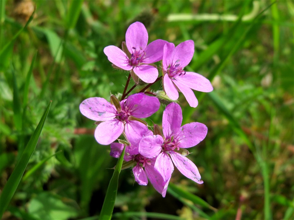 Gewöhnlicher Reiherschnabel (Erodium cicutarium) am Stadtrand von Hockenheim