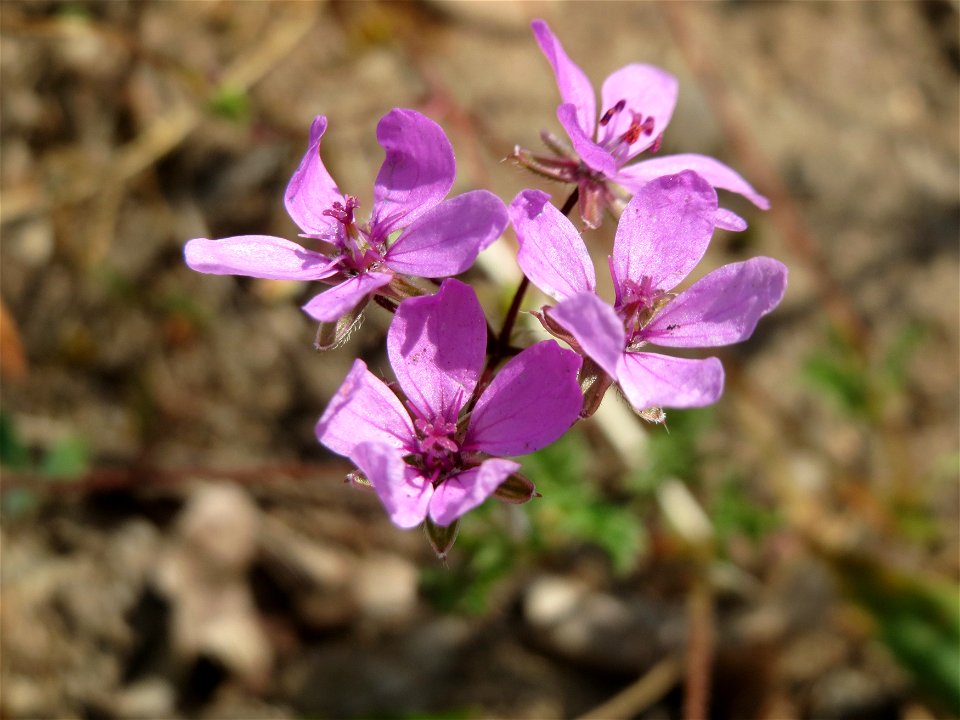 Reiherschnabel (Erodium cicutarium) am Stadtrand von Hockenheim
