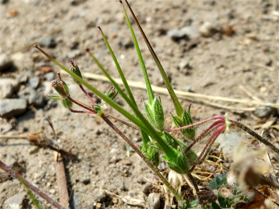 Reiherschnabel (Erodium cicutarium) bei Hockenheim