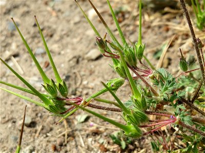 Reiherschnabel (Erodium cicutarium) bei Hockenheim photo