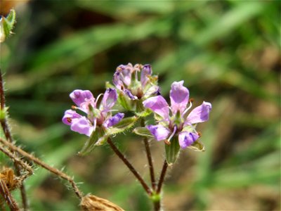 Gewöhnlicher Reiherschnabel (Erodium cicutarium) bei Hockenheim photo