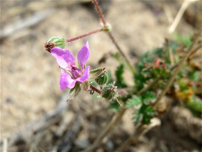 Gewöhnlicher Reiherschnabel (Erodium cicutarium) bei Oftersheim