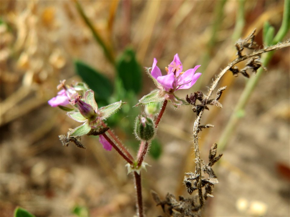 Gewöhnlicher Reiherschnabel (Erodium cicutarium) bei Oftersheim