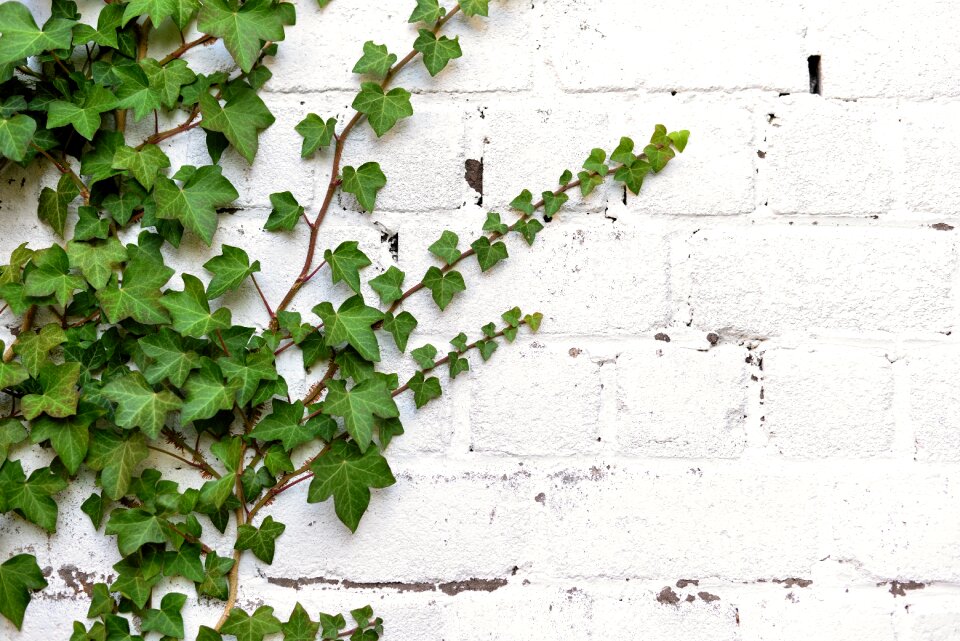 Leaves ivy leaf grapevines