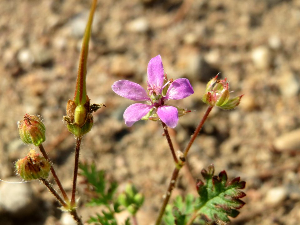Reiherschnabel (Erodium cicutarium) in Hockenheim