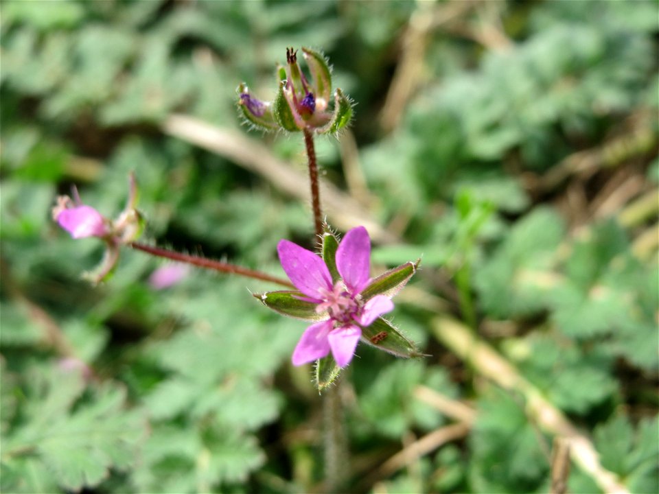 Reiherschnabel (Erodium cicutarium) bei Hockenheim