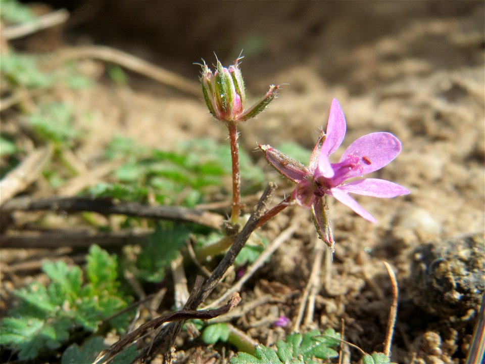 Gewöhnlicher Reiherschnabel (Erodium cicutarium) in Hockenheim-Talhaus