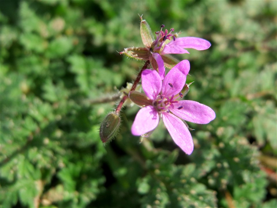 Gewöhnlicher Reiherschnabel (Erodium cicutarium) in Hockenheim-Talhaus