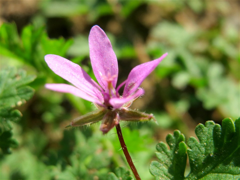 Gewöhnlicher Reiherschnabel (Erodium cicutarium) bei Reilingen