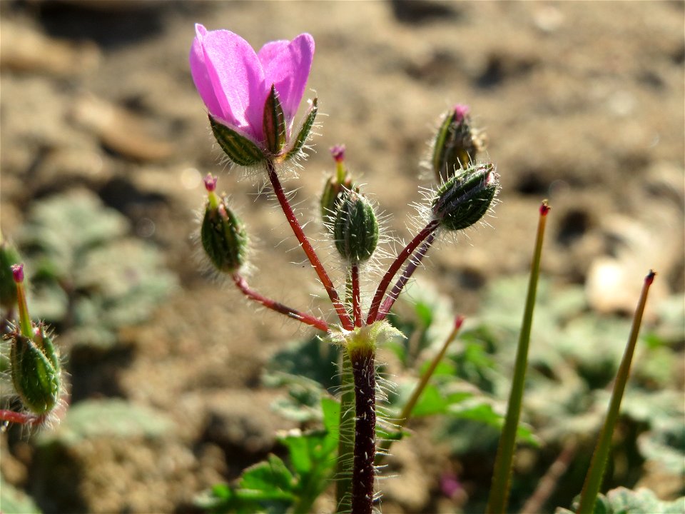 Gewöhnlicher Reiherschnabel (Erodium cicutarium) bei Reilingen