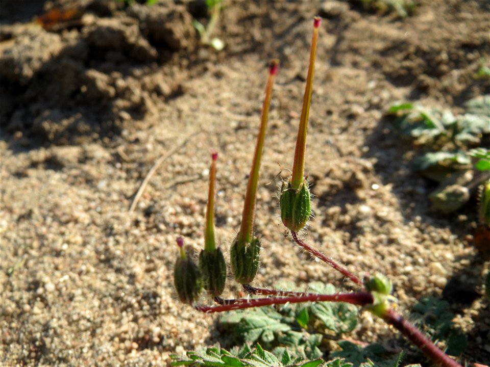 Gewöhnlicher Reiherschnabel (Erodium cicutarium) bei Reilingen