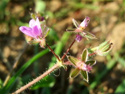 Gewöhnlicher Reiherschnabel (Erodium cicutarium) an den Oftersheimer Dünen
