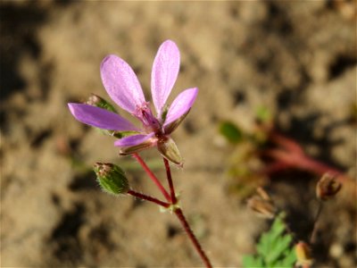 Gewöhnlicher Reiherschnabel (Erodium cicutarium) an den Oftersheimer Dünen