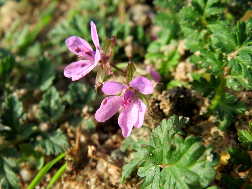 Gewöhnlicher Reiherschnabel (Erodium cicutarium) in Hockenheim-Talhaus