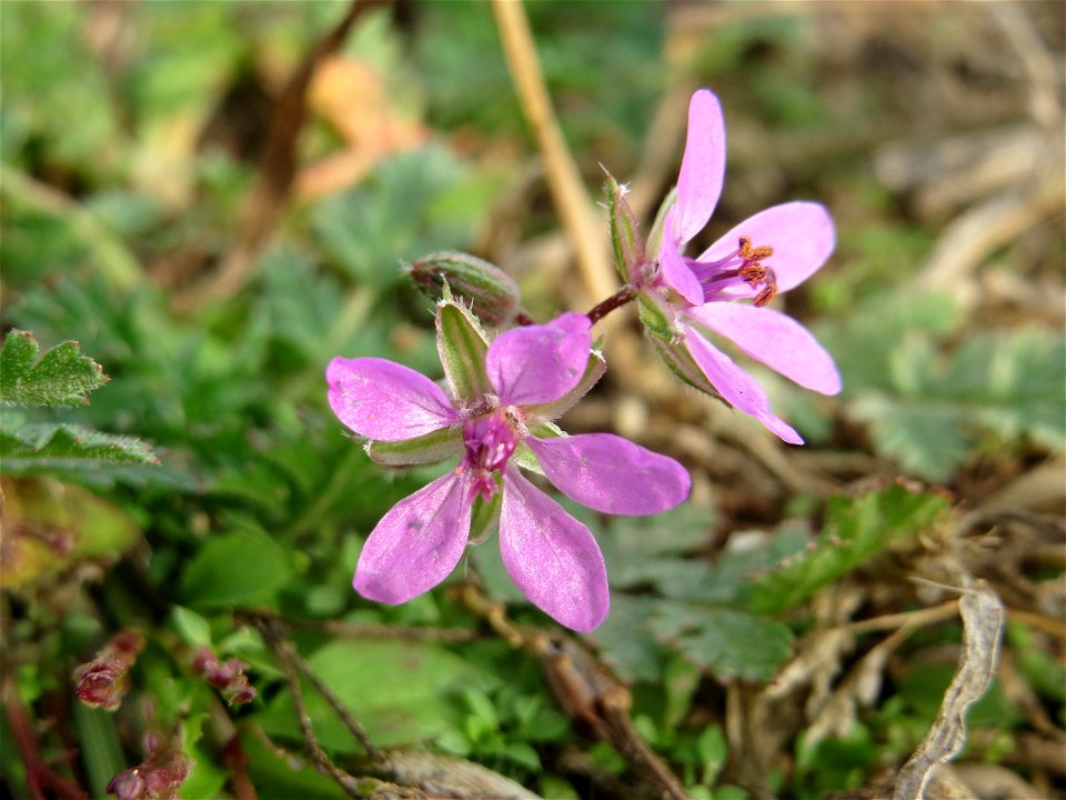 Gewöhnlicher Reiherschnabel (Erodium cicutarium) in Hockenheim-Talhaus
