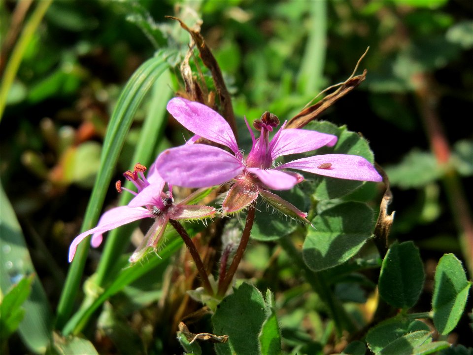 Gewöhnlicher Reiherschnabel (Erodium cicutarium) bei Oftersheim