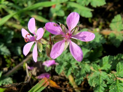 Gewöhnlicher Reiherschnabel (Erodium cicutarium) an den Oftersheimer Dünen