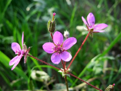 Gewöhnlicher Reiherschnabel (Erodium cicutarium) in Hockenheim