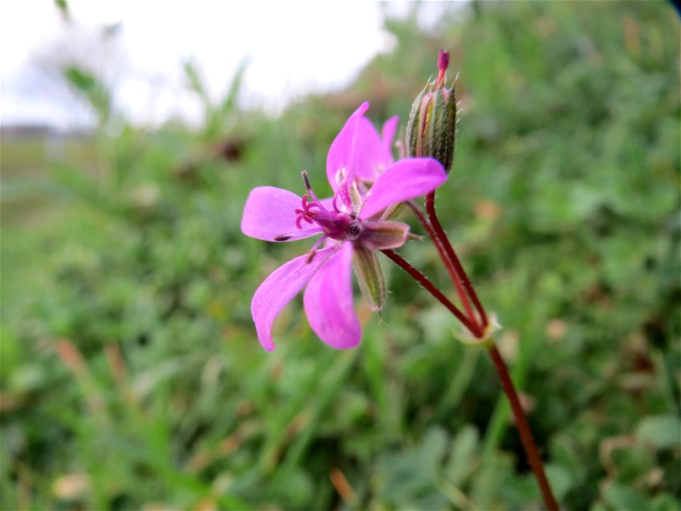 Gewöhnlicher Reiherschnabel (Erodium cicutarium) in Hockenheim