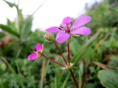 Gewöhnlicher Reiherschnabel (Erodium cicutarium) in Hockenheim