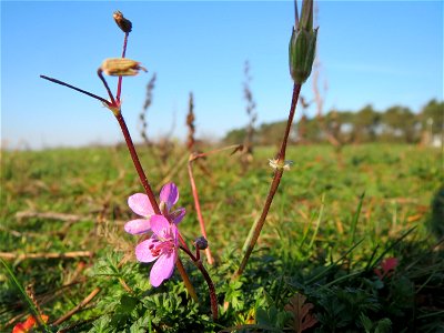 Gewöhnlicher Reiherschnabel (Erodium cicutarium) in Hockenheim