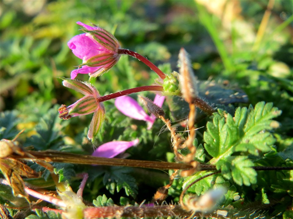 Gewöhnlicher Reiherschnabel (Erodium cicutarium) in Hockenheim
