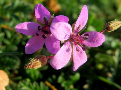 Gewöhnlicher Reiherschnabel (Erodium cicutarium) in Hockenheim