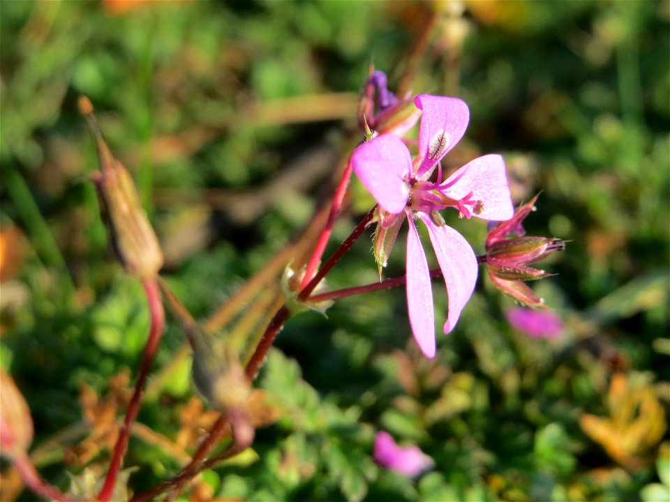 Gewöhnlicher Reiherschnabel (Erodium cicutarium) in Hockenheim