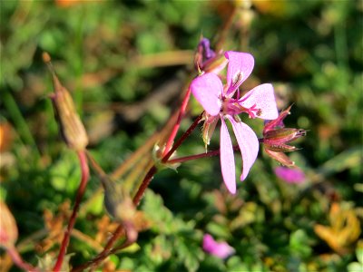 Gewöhnlicher Reiherschnabel (Erodium cicutarium) in Hockenheim