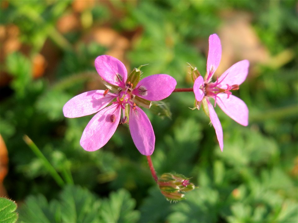 Gewöhnlicher Reiherschnabel (Erodium cicutarium) in Hockenheim