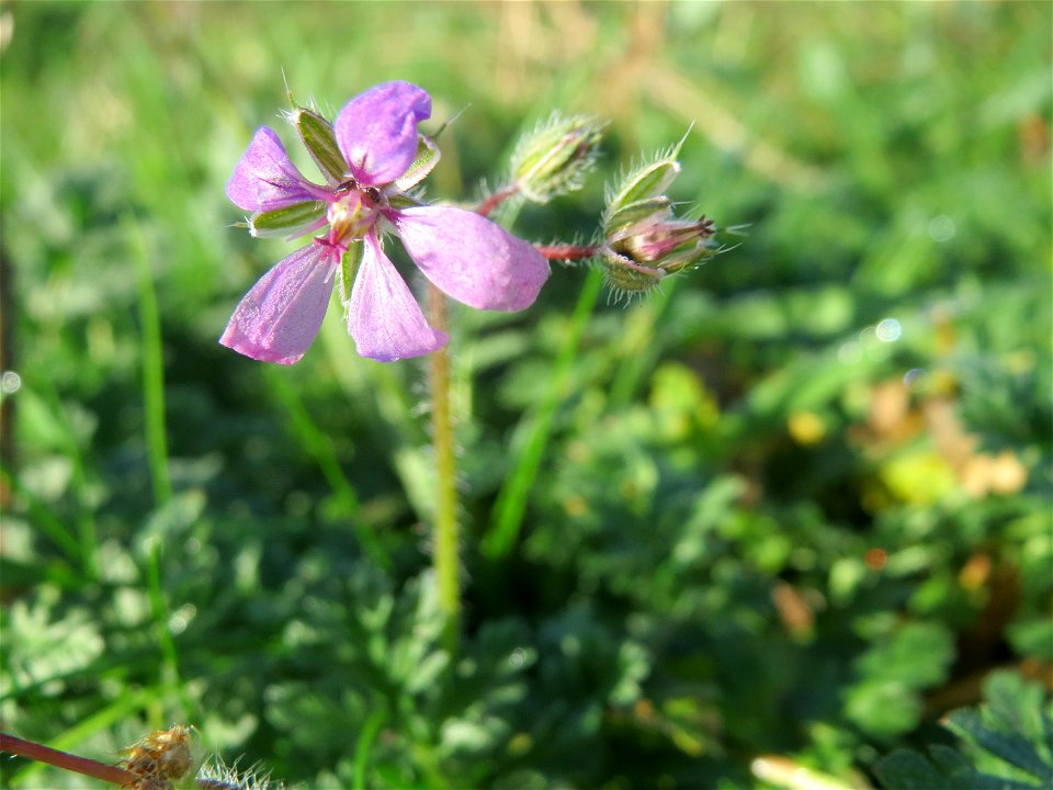 Gewöhnlicher Reiherschnabel (Erodium cicutarium) bei Hockenheim