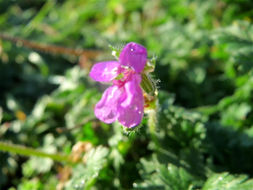 Gewöhnlicher Reiherschnabel (Erodium cicutarium) bei Hockenheim