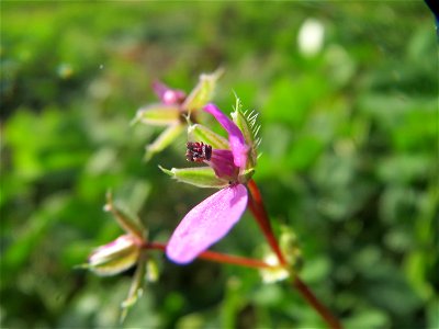 Gewöhnlicher Reiherschnabel (Erodium cicutarium) bei Hockenheim