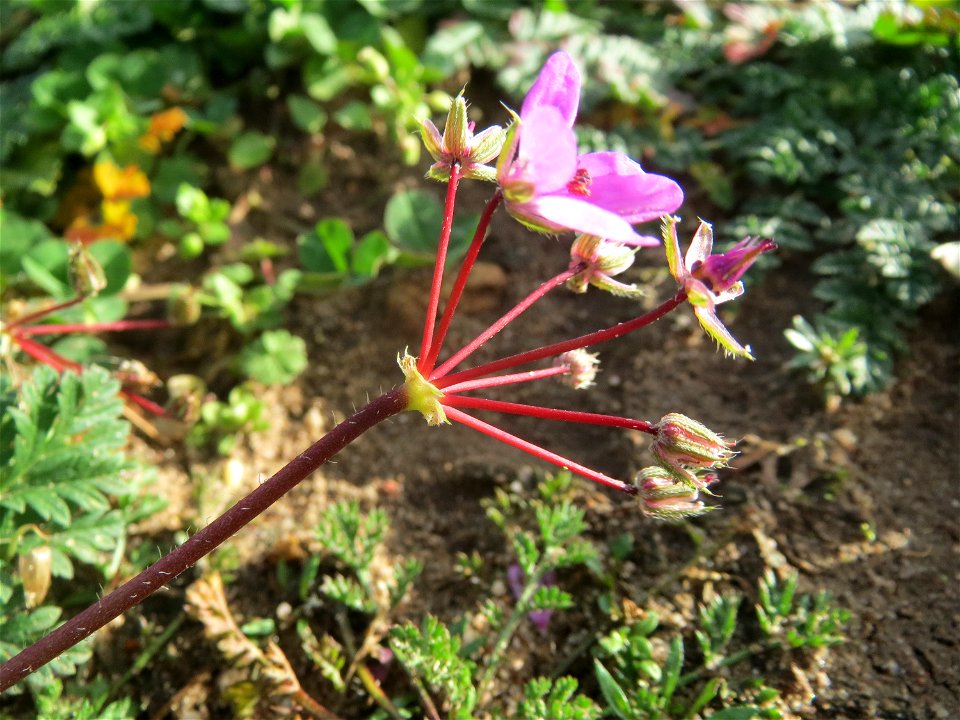 Gewöhnlicher Reiherschnabel (Erodium cicutarium) bei Hockenheim