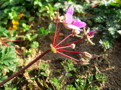 Gewöhnlicher Reiherschnabel (Erodium cicutarium) bei Hockenheim