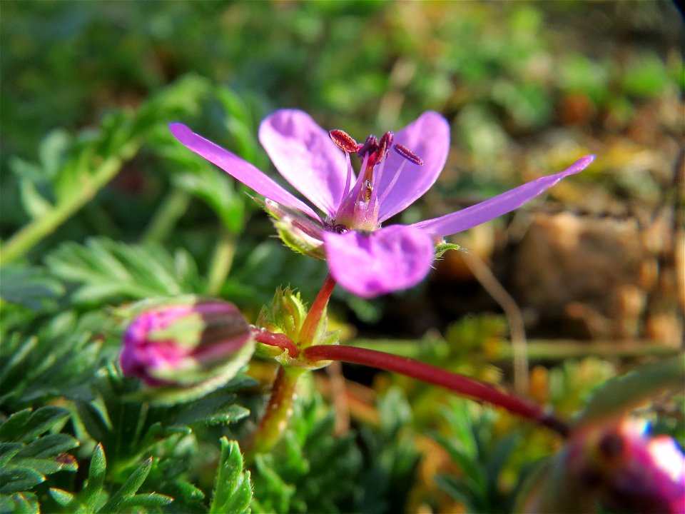 Reiherschnabel (Erodium cicutarium) in Hockenheim