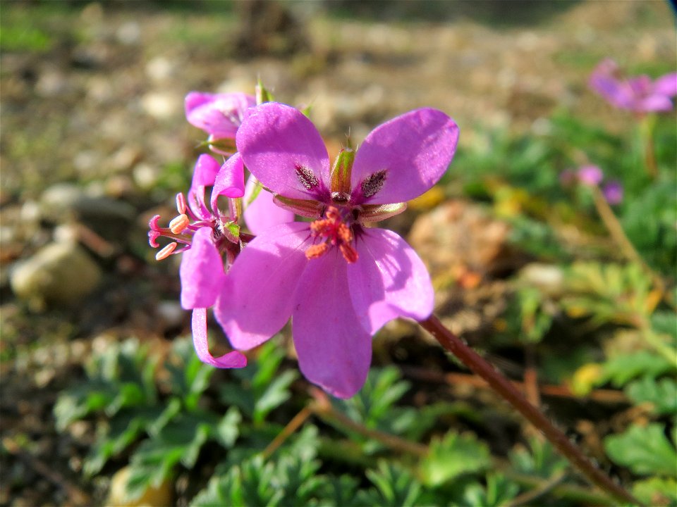 Gewöhnlicher Reiherschnabel (Erodium cicutarium) in Hockenheim