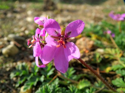 Gewöhnlicher Reiherschnabel (Erodium cicutarium) in Hockenheim