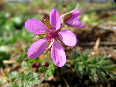 Gewöhnlicher Reiherschnabel (Erodium cicutarium) in Hockenheim