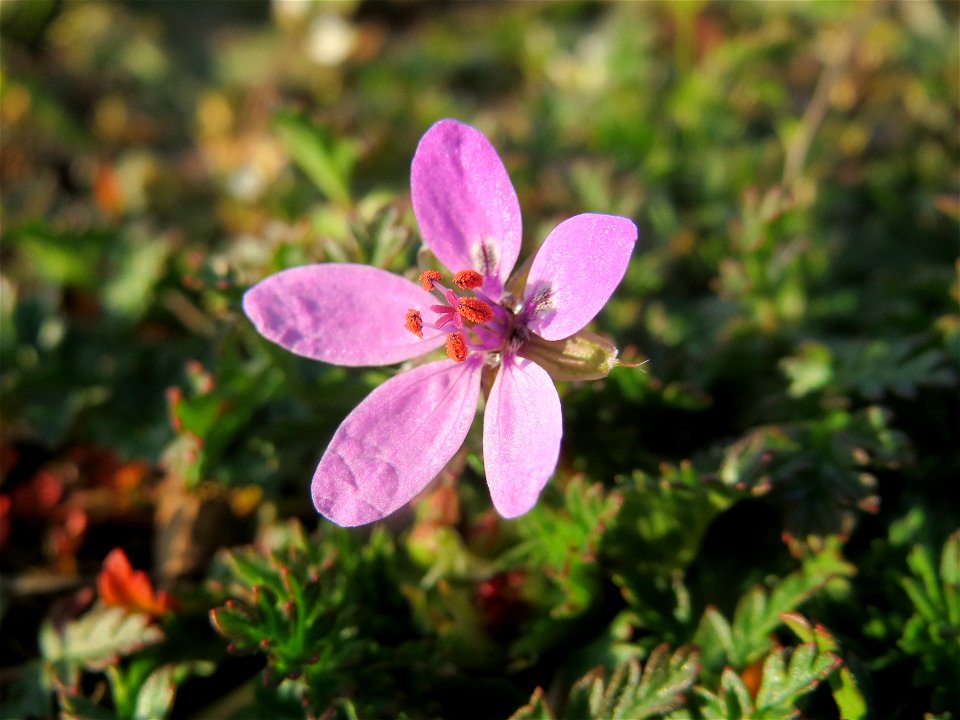 Gewöhnlicher Reiherschnabel (Erodium cicutarium) in Hockenheim
