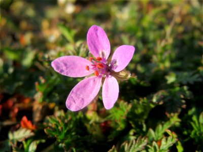 Gewöhnlicher Reiherschnabel (Erodium cicutarium) in Hockenheim photo