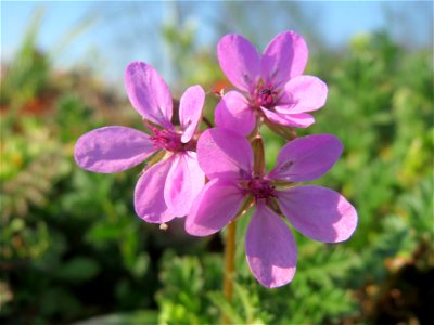Gewöhnlicher Reiherschnabel (Erodium cicutarium) im Hockenheimer Rheinbogen