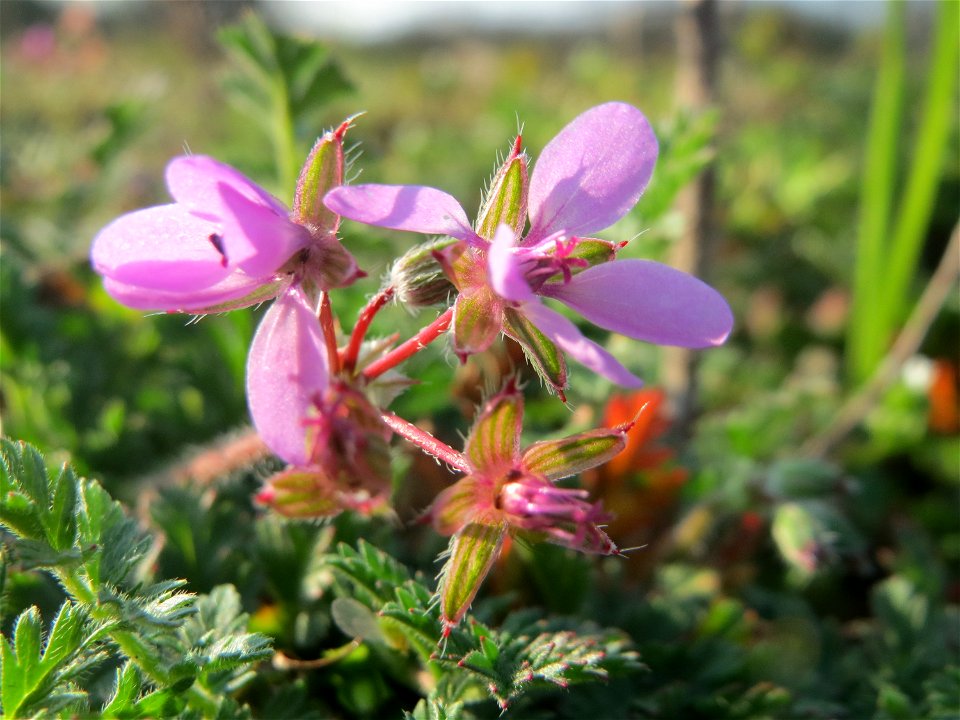 Gewöhnlicher Reiherschnabel (Erodium cicutarium) im Hockenheimer Rheinbogen