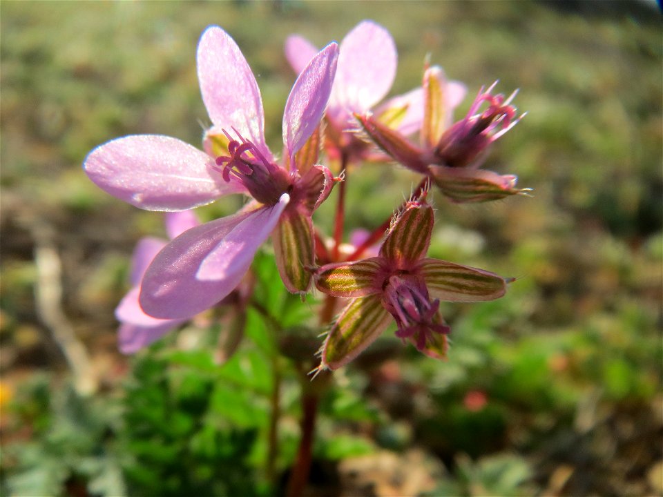 Gewöhnlicher Reiherschnabel (Erodium cicutarium) im Hockenheimer Rheinbogen