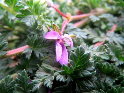 Gewöhnlicher Reiherschnabel (Erodium cicutarium) am Hauptbahnhof Mannheim